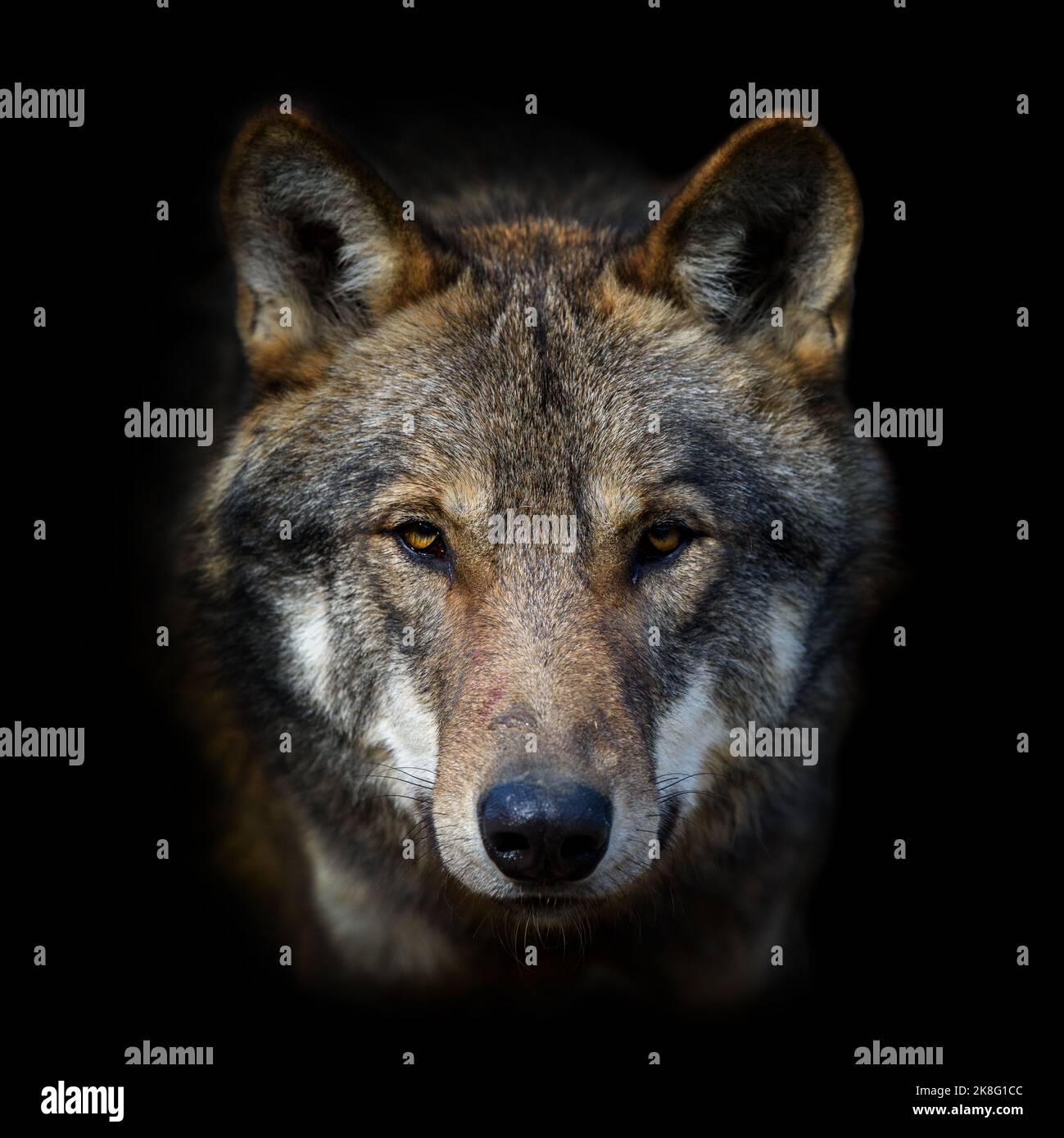 Ritratto di lupo su sfondo scuro. Fauna selvatica scena dalla natura. Animale selvatico nell'habitat naturale Foto Stock