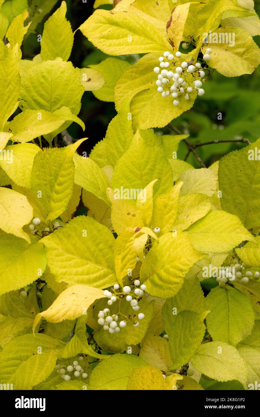 Callicarpa japonica, Beautyberry giapponese, Callicarpa japonica Leucocarpa, bacche bianche, Beautyberry, Pianta autunno girare autunnale Foto Stock