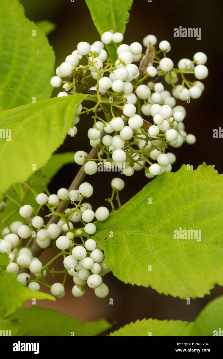 Callicarpa japonica 'Leucocarpa', Autunno, Beautyberry giapponese, frutta Callicarpa bacche bianche Foto Stock
