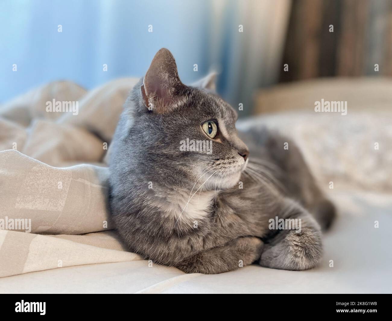 Un bel gatto grigio con ampi occhi verdi si trova sul letto e sembra intentemente da qualche parte. Foto Stock