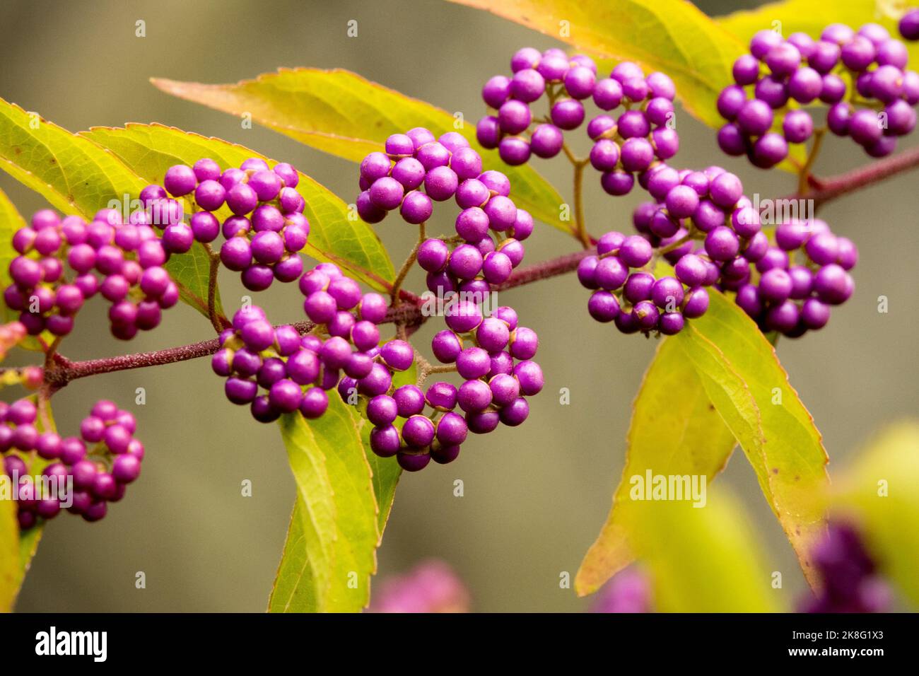 Bacche viola in giardino autunno Callicarpa japonica 'frutti di bosco pesanti' Giapponese Beautyberry Callicarpa frutta sul ramo, Stagione Foto Stock