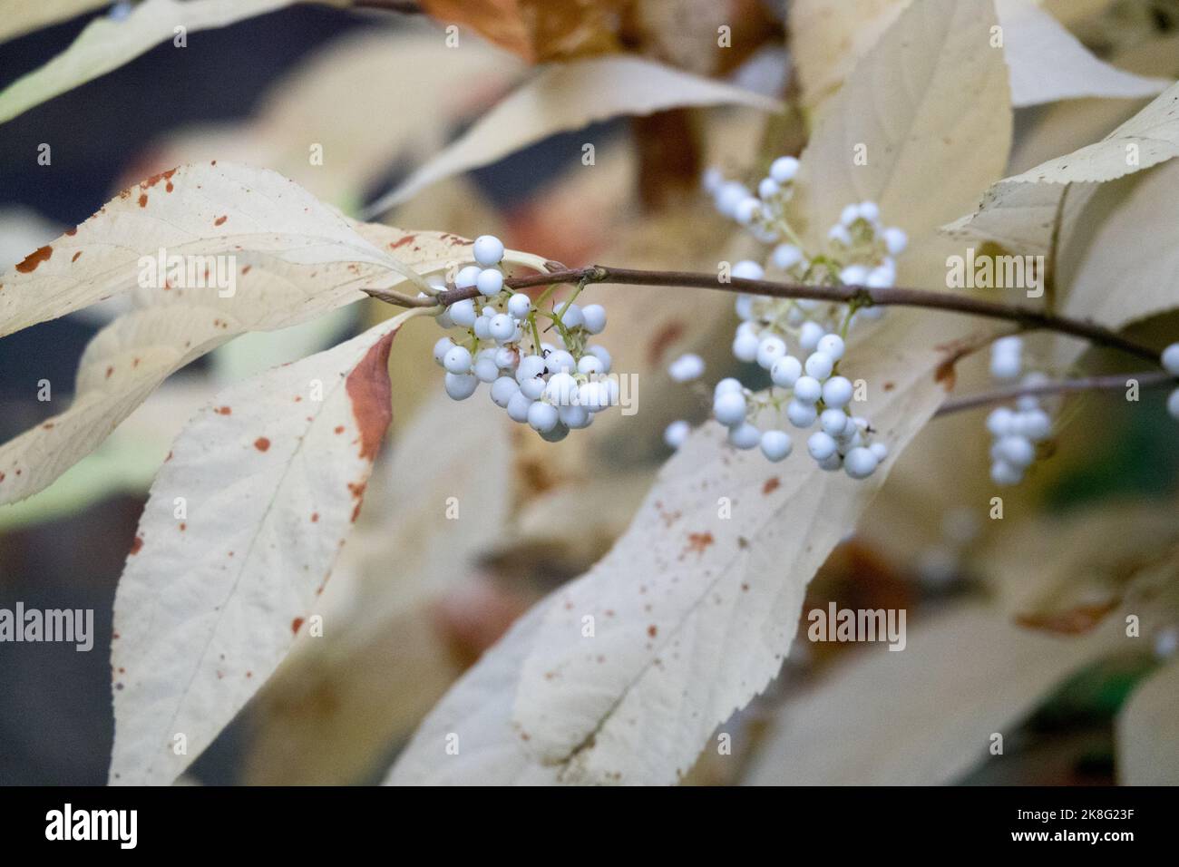 Callicarpa dicotoma autunno Callicarpa Berries Bianco, frutti di Branca, Beautyberry Albifrutto Foto Stock