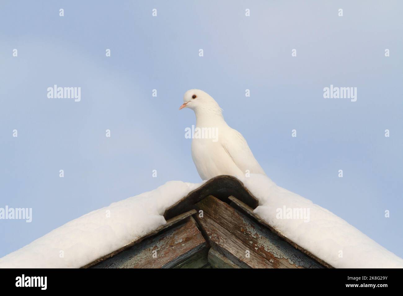 la colomba bianca simbolo della pace siede su un tetto coperto di neve Foto Stock