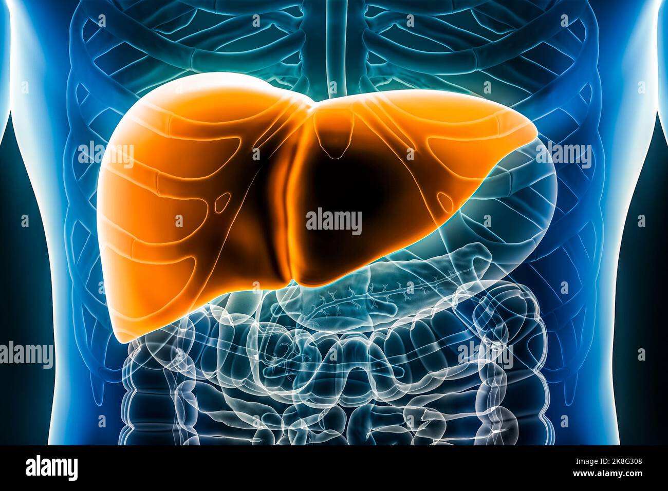 Immagine di rendering 3D del fegato primo piano della vista anteriore o anteriore. Organo del sistema digestivo umano. Anatomia, medicina, biologia, scienza, sanità c Foto Stock
