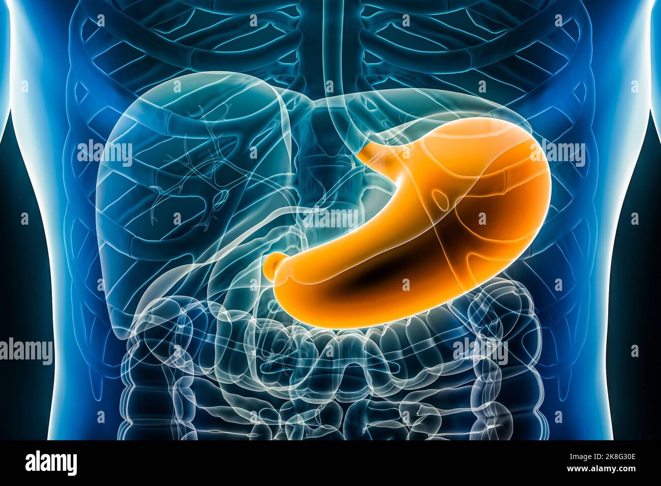 Illustrazione del rendering dello stomaco 3D primo piano della vista anteriore o anteriore. Organo del sistema digestivo umano. Anatomia, medicina, biologia, scienza, sanità Foto Stock