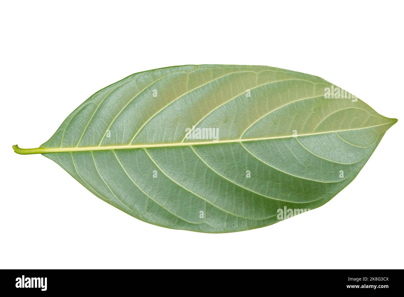 Foglie di jackfruit isolate su fondo bianco Foto Stock