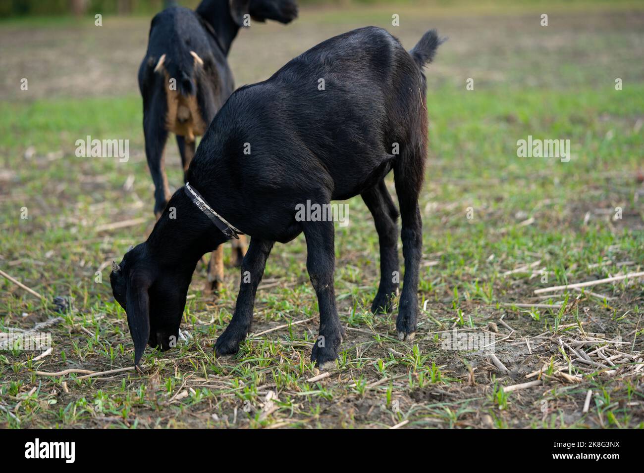 Capra bianca e nera che mangia erba Foto Stock