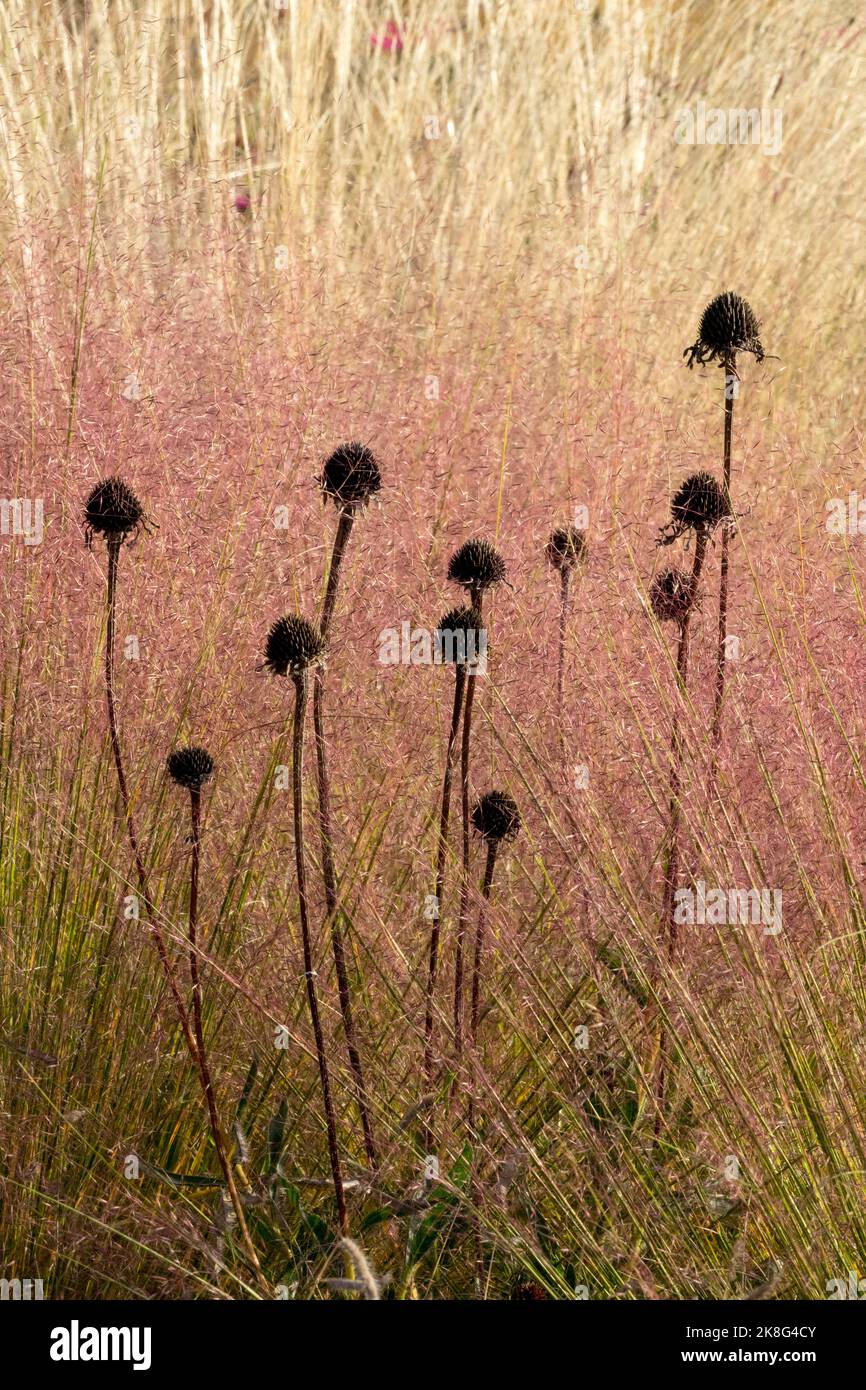 Deadleads Coneflowers, Muhly Grass Muhlenbergia capillaris, Dried, Echinacea, Seedheads ín Muhlenbergia Pink Grass Foto Stock