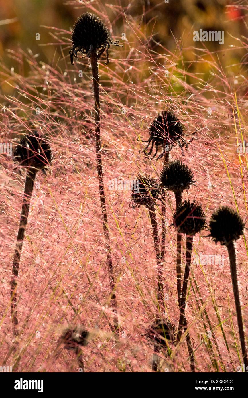 Dead Heads Plant, Echinaceas Stems Coneflowers, Muhlenbergia capillaris, Pink Muhly Grass, Giardino, Erba, Autunno Foto Stock