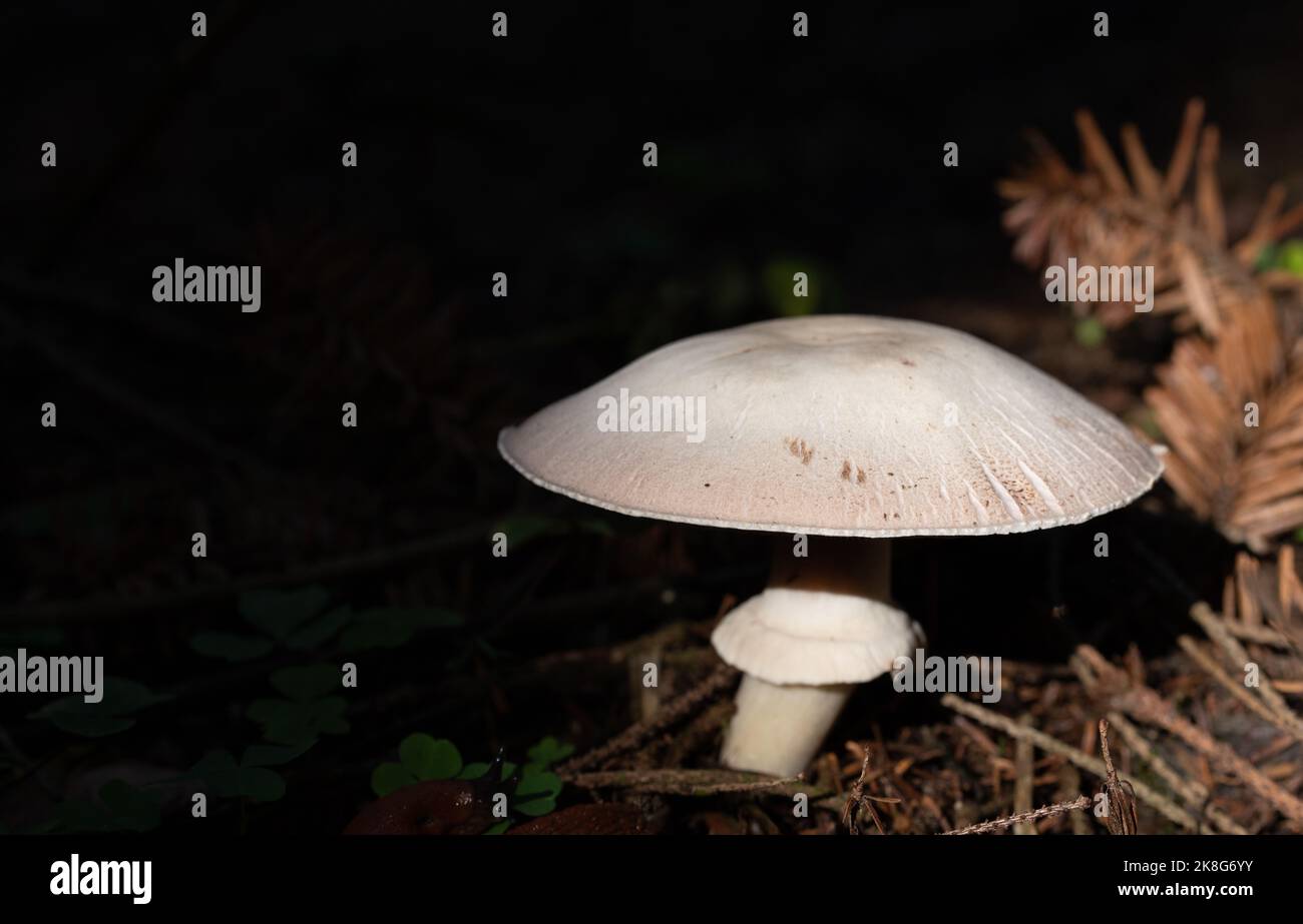 un fungo bianco con un grande ombrello si trova nella foresta tra rami e aghi di pino. Lo sfondo è scuro. Foto Stock