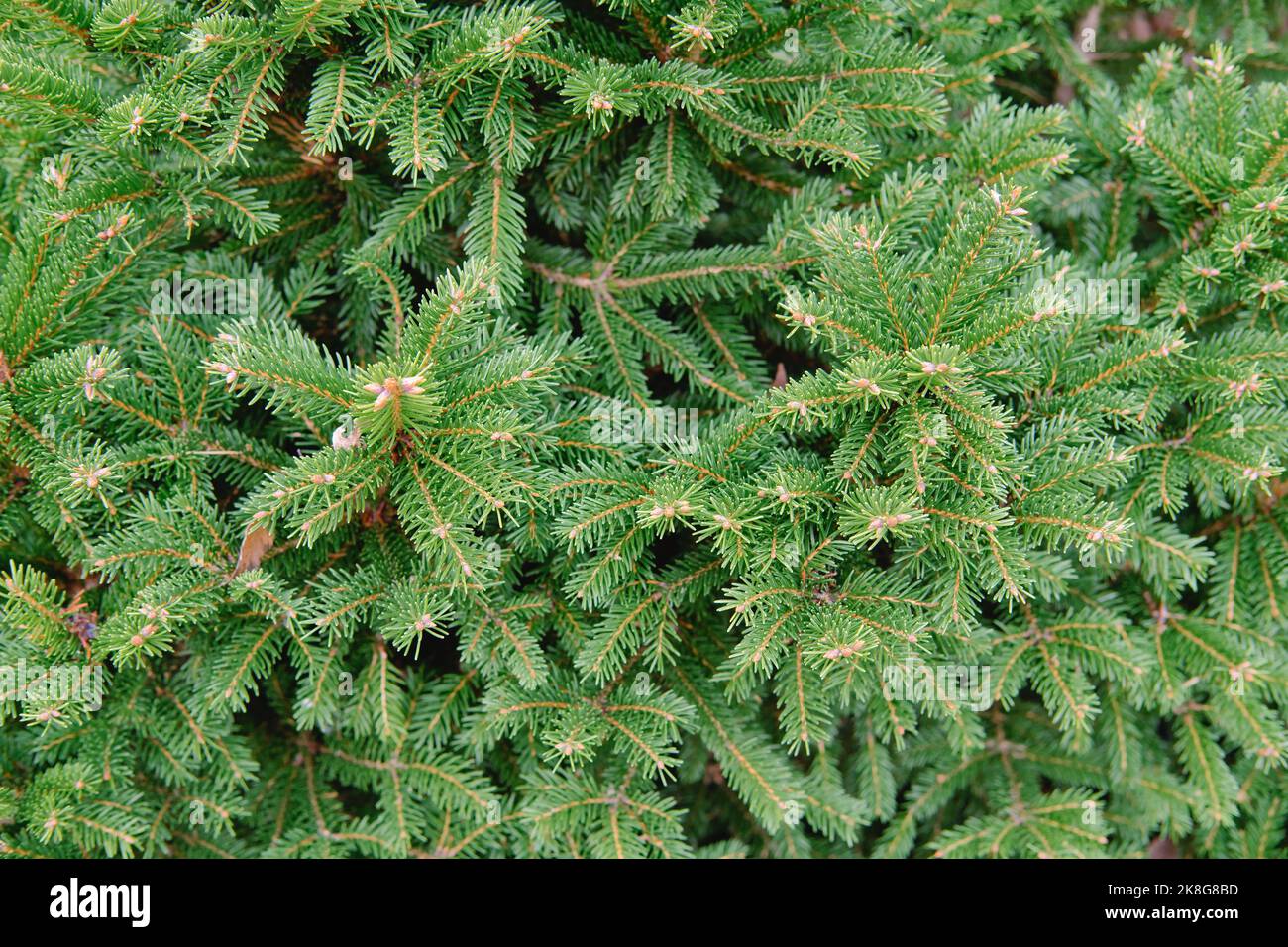 Primo piano della composizione di rami di abete-ago come una texture di fondo. Sfondo di piante naturali. Foto Stock