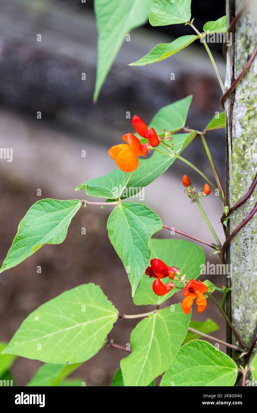 Fiore su pianta di fagiolo di corridore, Phaseolus coccineus, linea diretta. Foto Stock