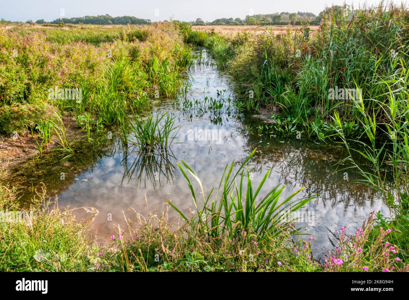 Paludi d'acqua dolce a Norfolk. Foto Stock
