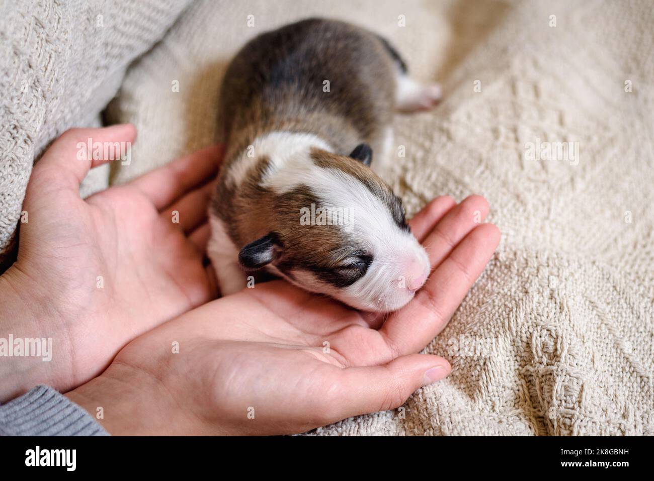 Mani di donna che sostengono cucciolo cieco Pembroke Welsh Corgi su coperta Foto Stock