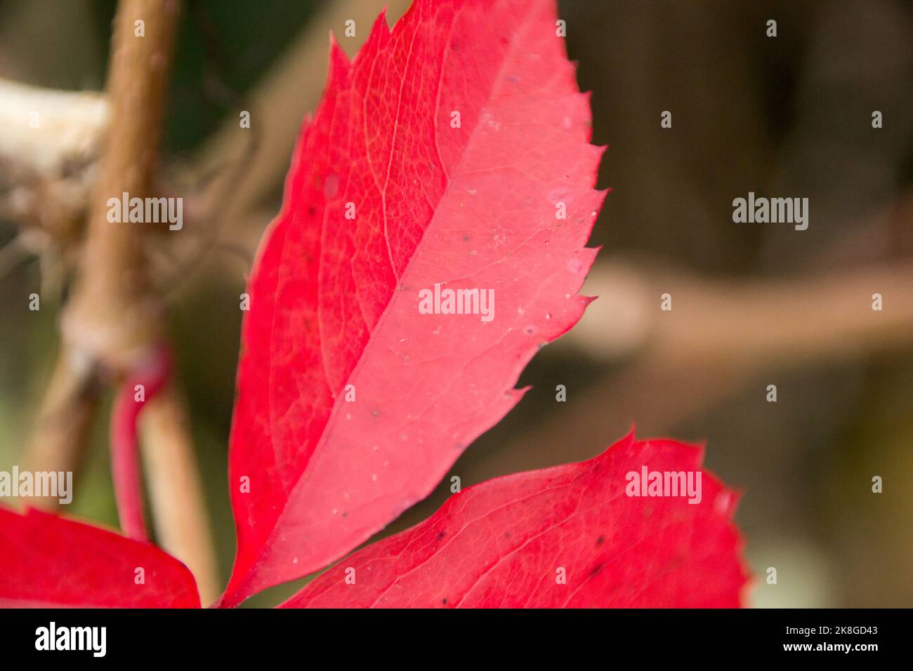 Foglie rosse in autunno Foto Stock