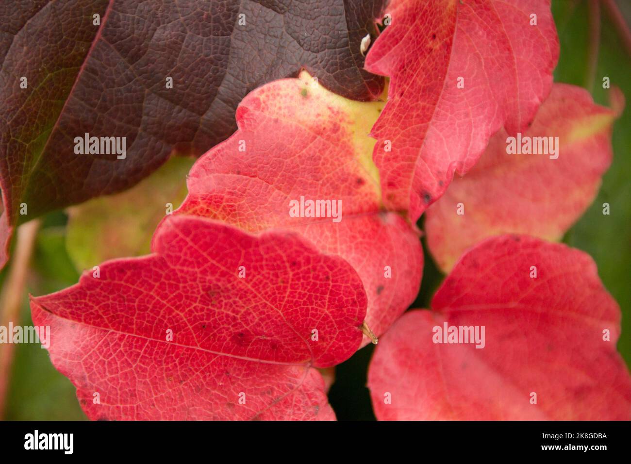 Diversa rotes Herbstlaub Foto Stock