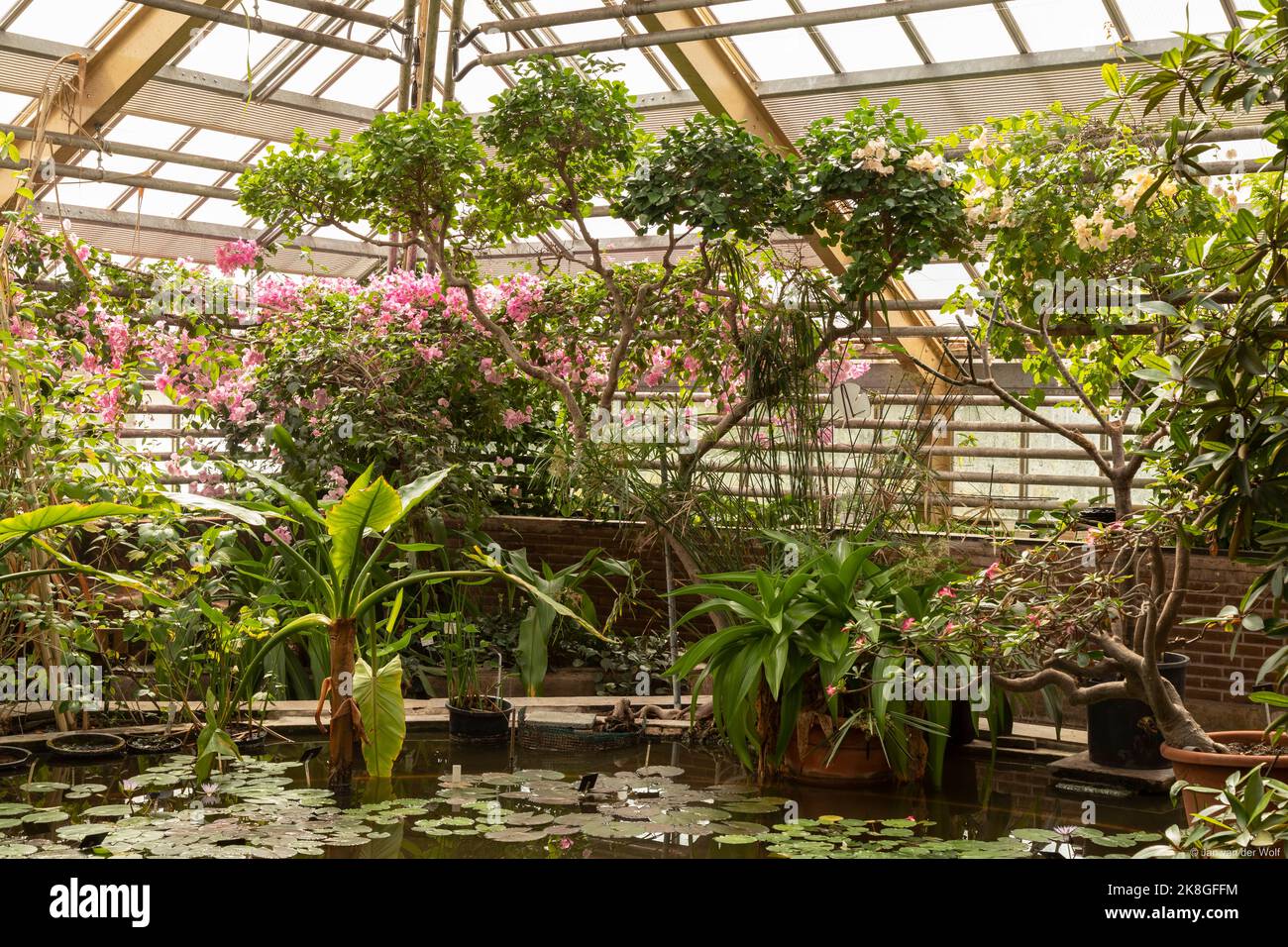 Diversi tipi di piante tropicali nelle serre dell'Hortus Botanicus nella città olandese di Leiden. Foto Stock