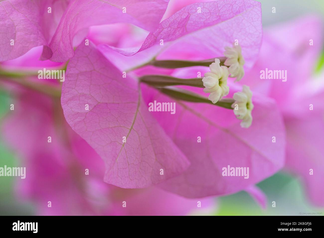 Macro di un fiore rosa tenue di Bougainvillea glabra con un pistillo bianco. Foto Stock