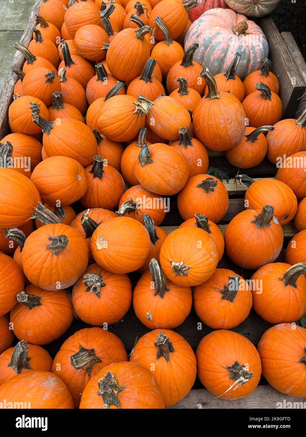 Inquietanti Decorazioni Halloween Per Giardini Ed Esterni - 12