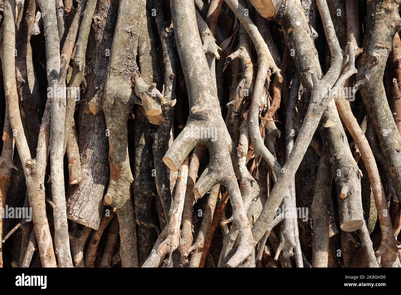 Foto simbolica per il disboscamento illegale, la foresta, la Germania Foto Stock