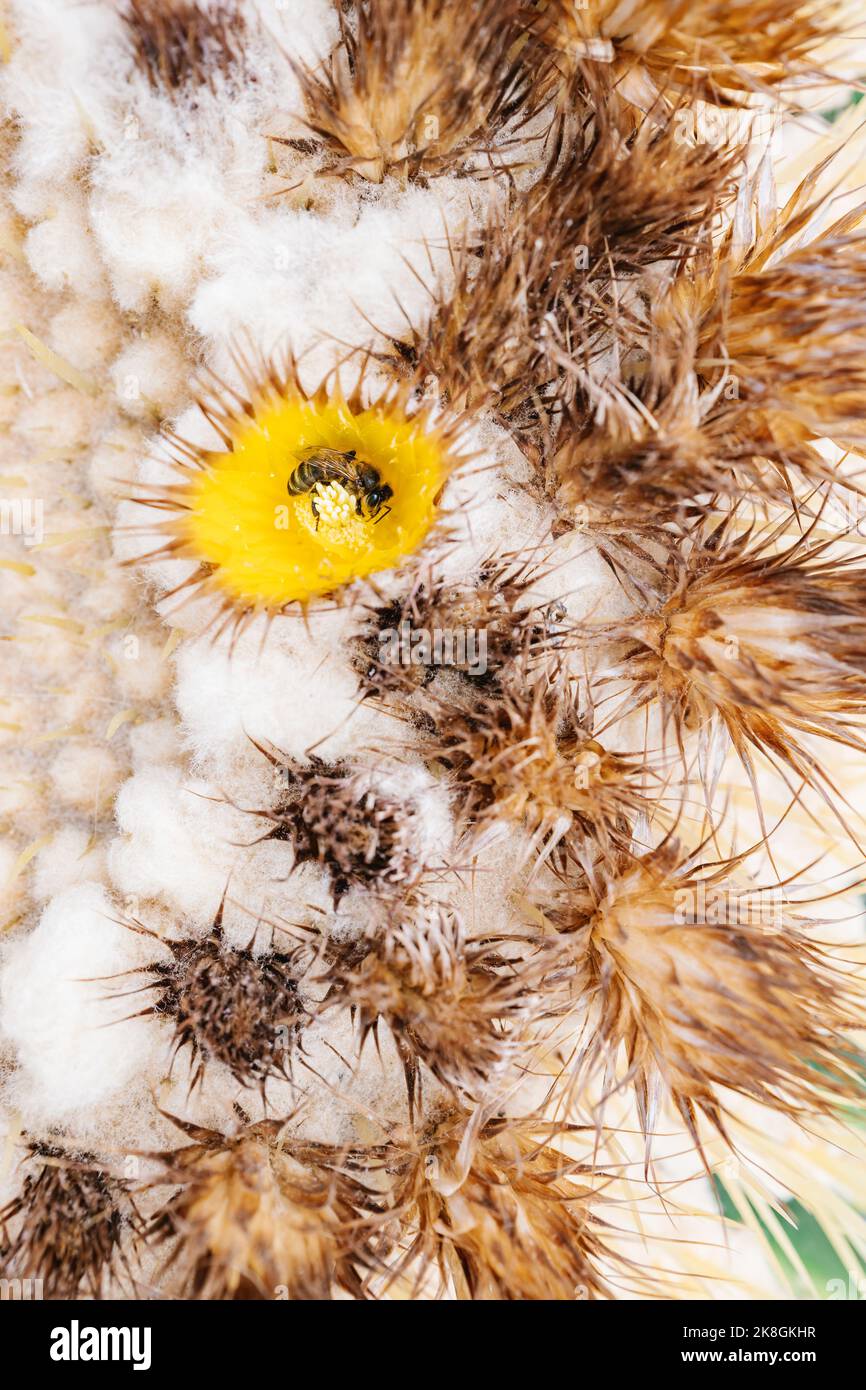 Vista dall'alto del soffice fiore di cactus con piccolo insetto che raccoglie polline il giorno d'estate in giardino Foto Stock