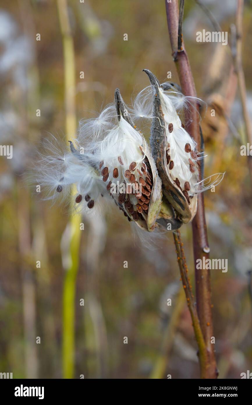 Cialde di seme di Milkweed che apre per rilasciare i semi Foto Stock