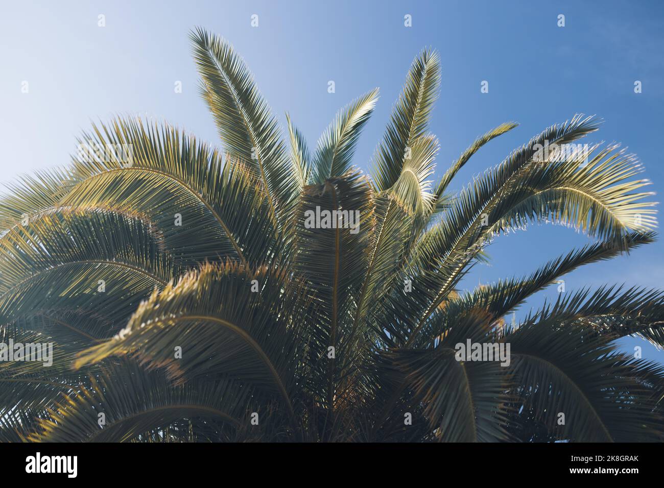 Palm lascia contro il cielo blu, palme sulla costa tropicale di Valencia Spagna Foto Stock