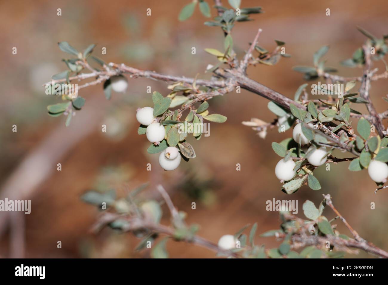 Bianco maturo piccolo globoso drupe indehiscente frutto di Symphoricarpos Mollis, Caprifoliaceae, subarbusto nativo nei Monti San Emidio, autunno. Foto Stock