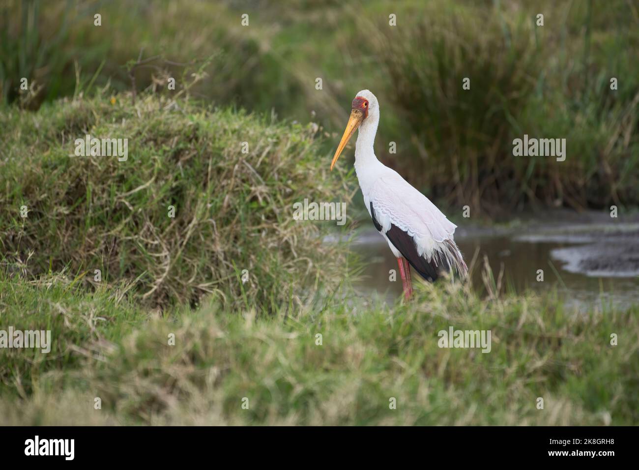 Giallo-fatturati stork (Mycteria ibis) Foto Stock