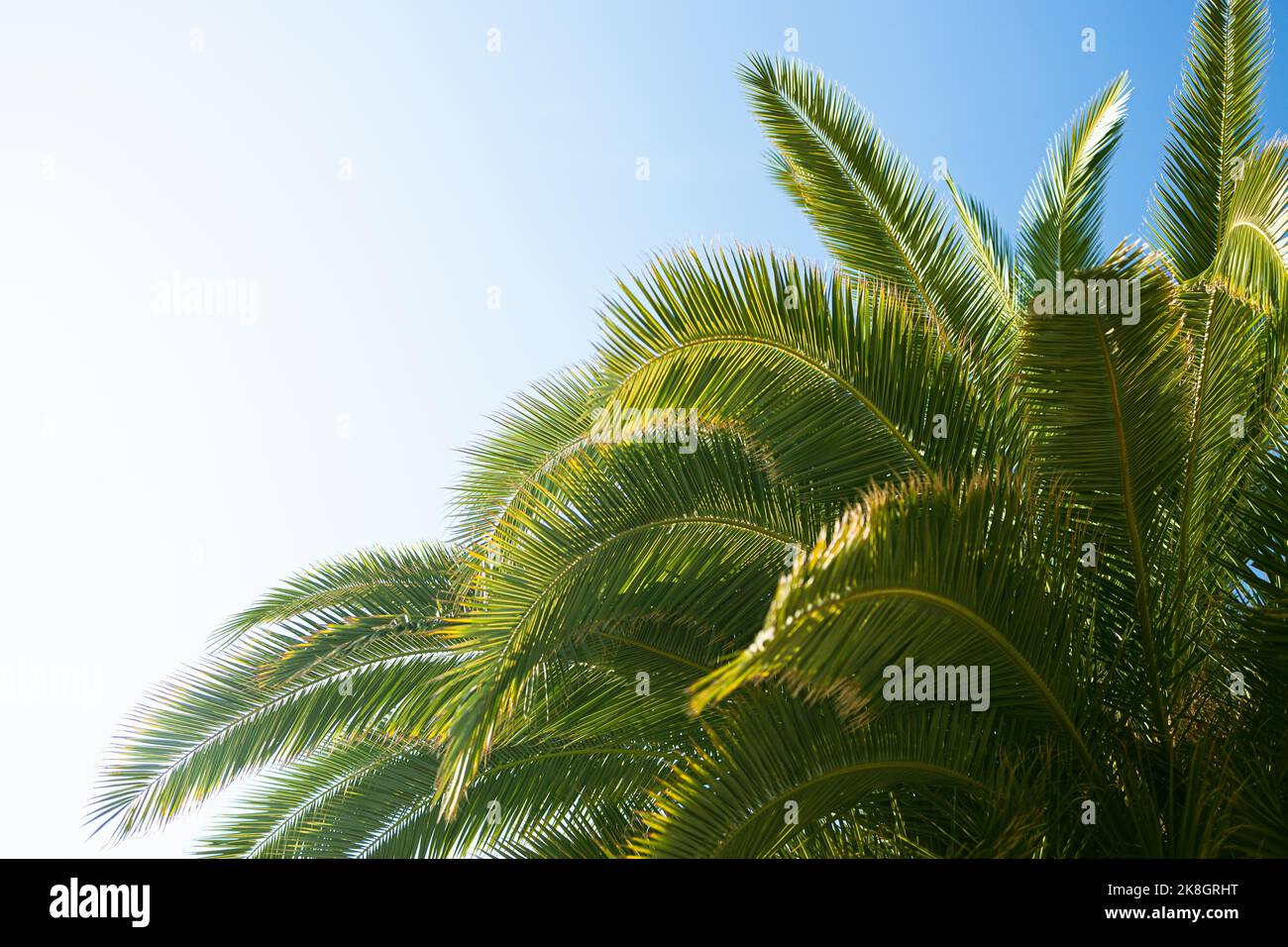 Sfondo naturale da Valencia, Spagna con palme da cocco foglie di albero, cielo blu. Vacanze di viaggio. Valencia, Spagna Foto Stock