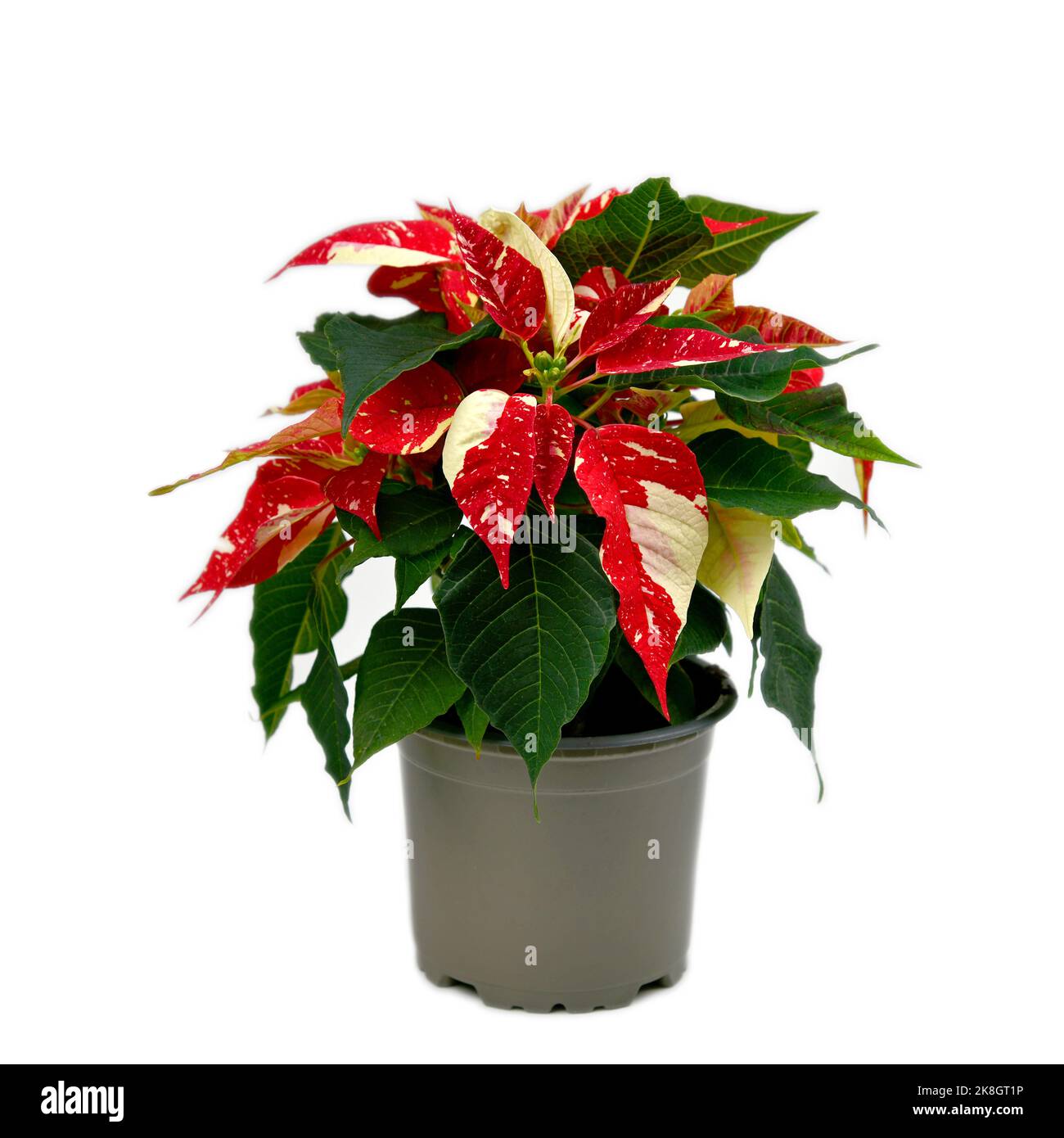 due-uno poinsettia il vivaio Foto Stock