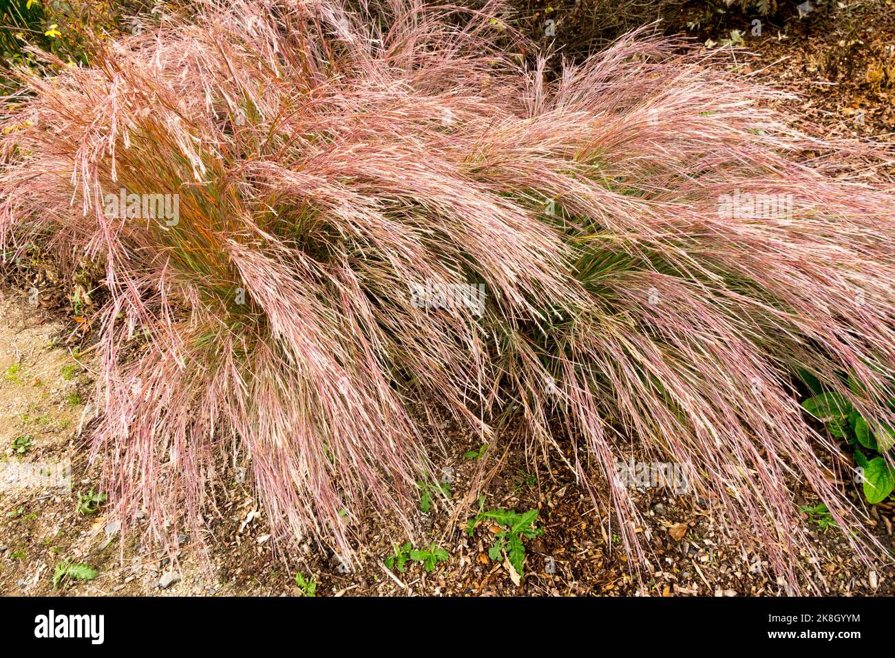 Schizachyrium scoparium 'i Blues', piccolo Bluestem, colore bronzo autunnale Foto Stock