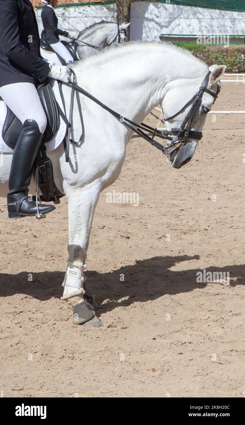 Mostra dei cavalli spagnoli purebred. Profilo Foto Stock