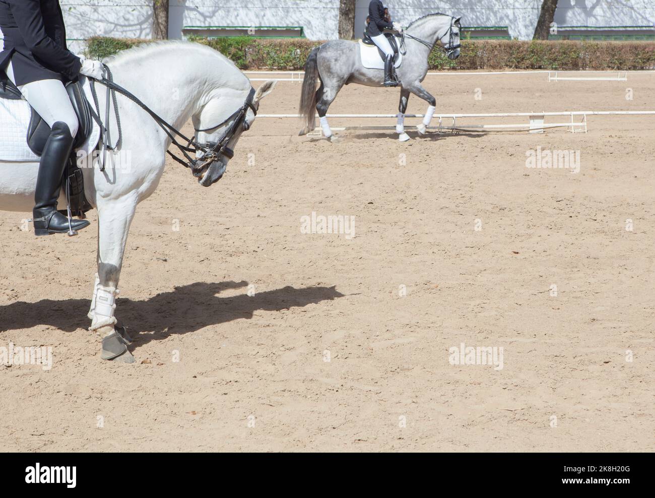 Mostra dei cavalli spagnoli purebred. A piedi all'inizio Foto Stock