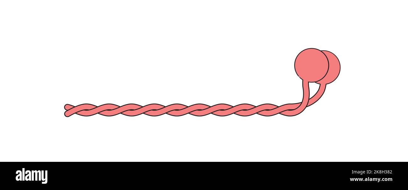 Progettazione scientifica della struttura delle molecole di miosina. Simboli colorati. Illustrazione vettoriale. Illustrazione Vettoriale