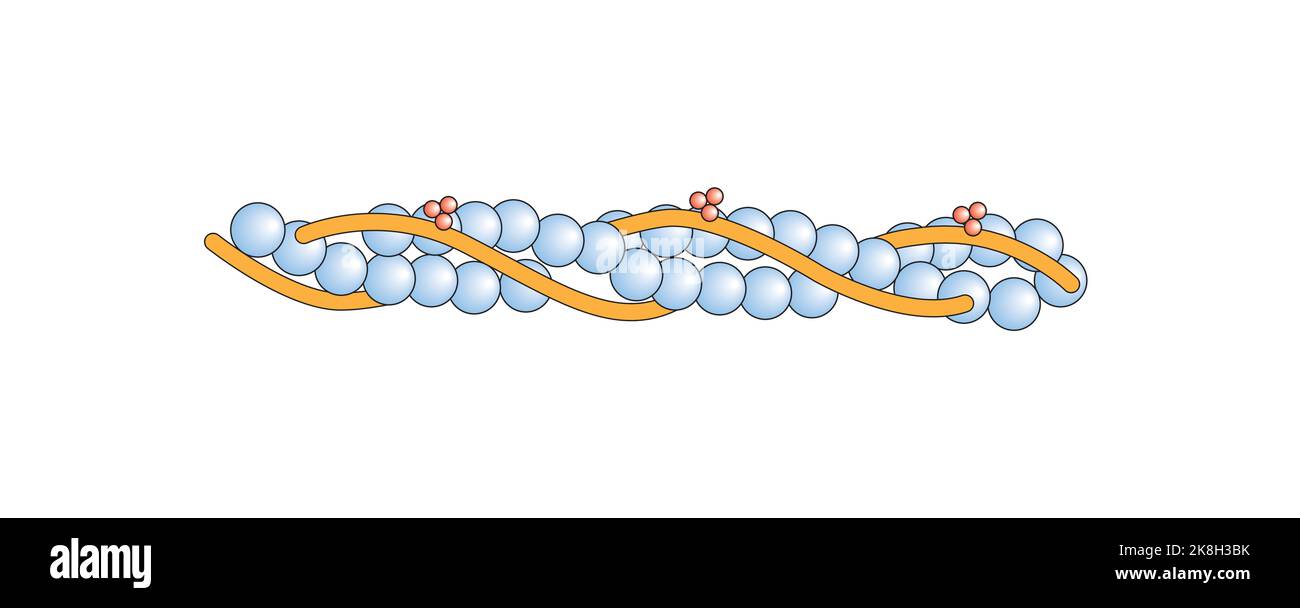 Progettazione scientifica della struttura del filamento di actin. Simboli colorati. Illustrazione vettoriale. Illustrazione Vettoriale