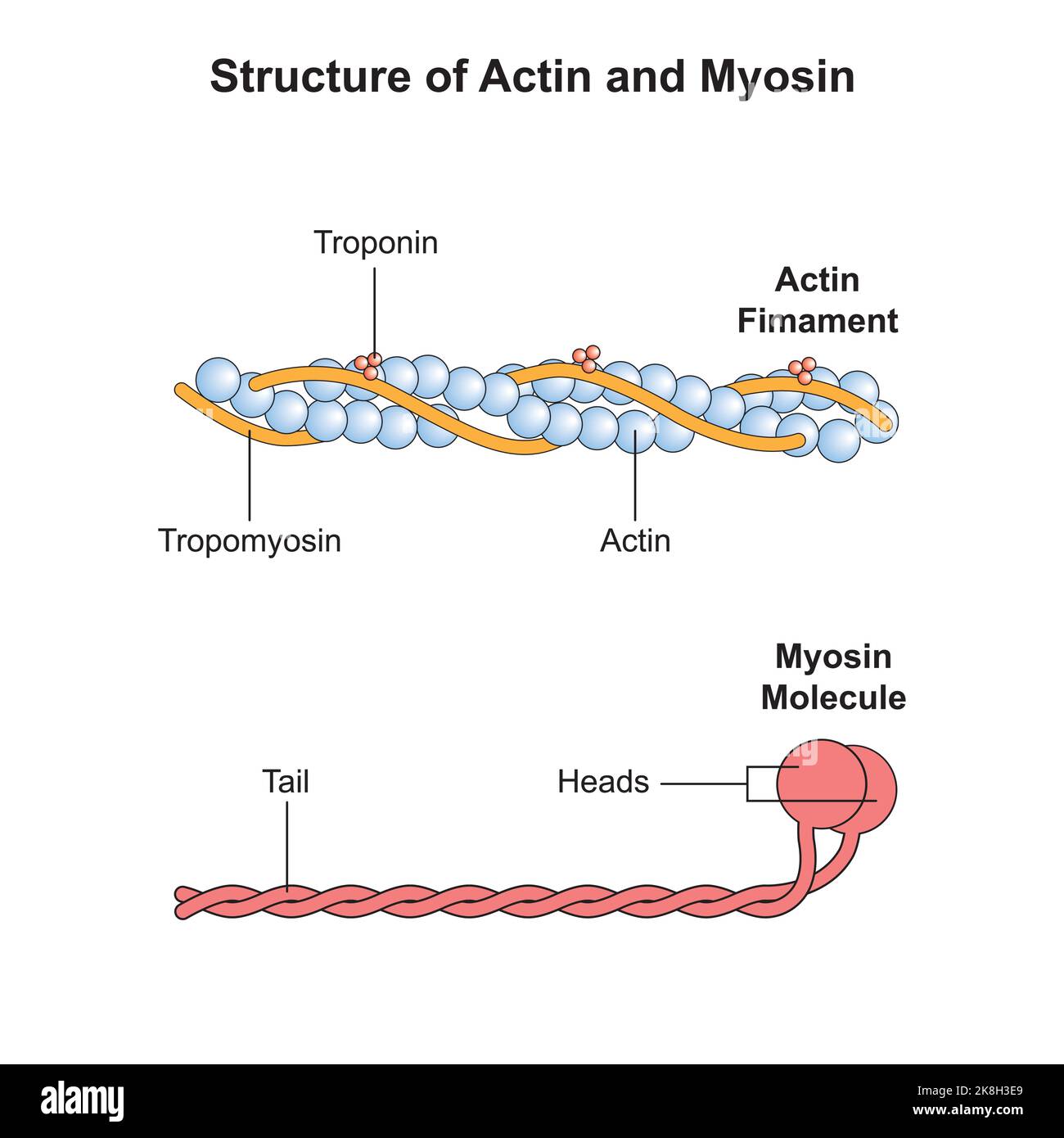 Progettazione scientifica della struttura di actina e miosina. Simboli colorati. Illustrazione vettoriale. Illustrazione Vettoriale