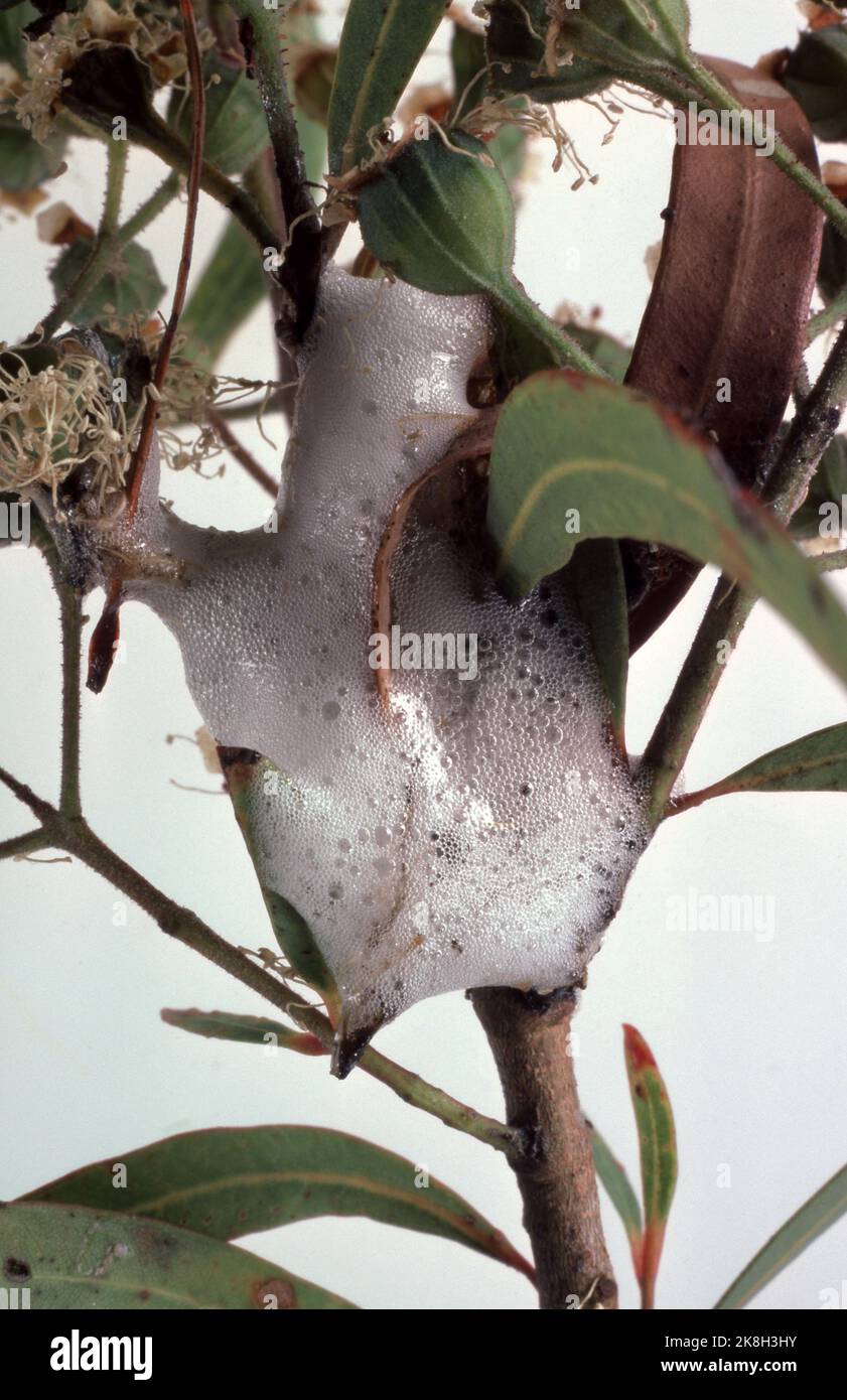 IMMAGINE IN STUDIO DI INSETTI SPUGNOSI SULL'ALBERO DI EUCALIPTO. LE NINFEE SI PROTEGGONO DALL'ESSICCAZIONE E DAI PREDATORI PRODUCENDO BOLLE APPICCICOSE E SPUMOSE. Foto Stock