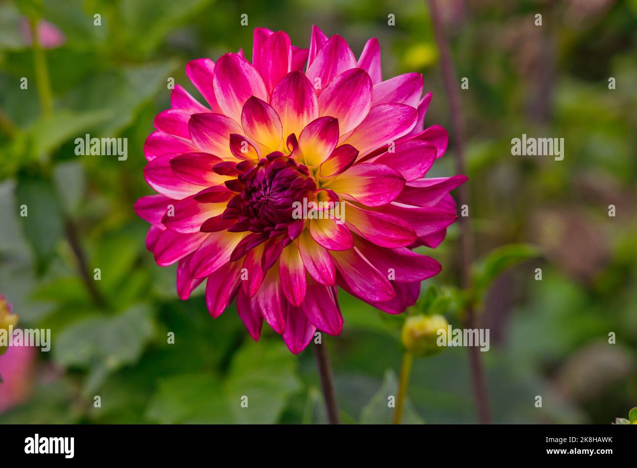 Fiori ad Ammersee Foto Stock