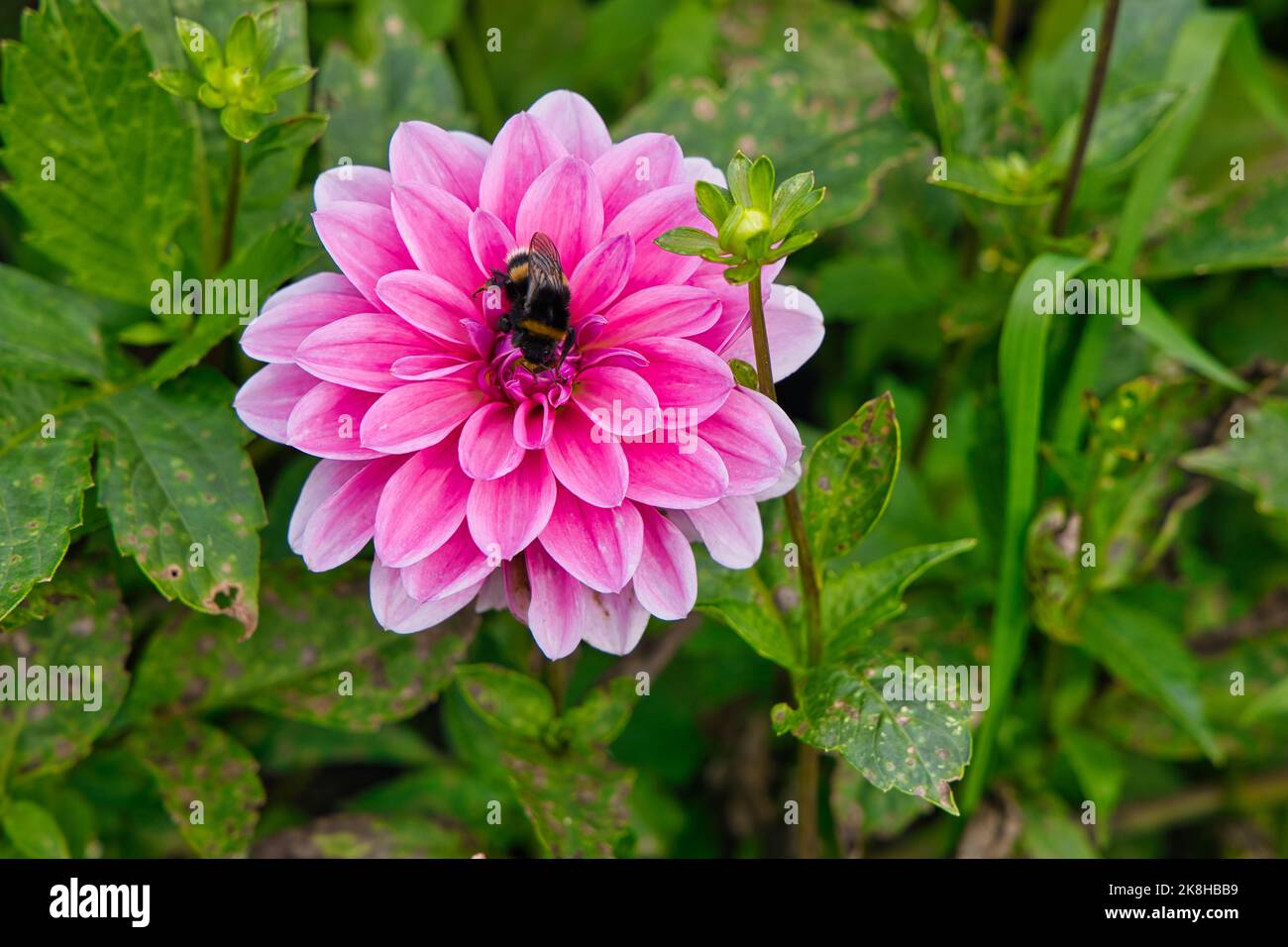 Bumblebee impollinatori Foto Stock