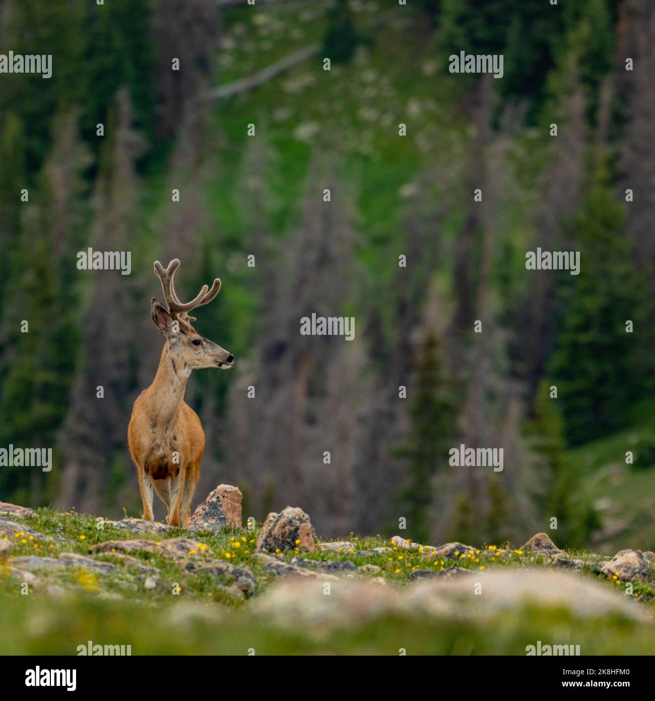 Male Mule Deer sembra proprio nella tundra di Rocky Mountain Foto Stock