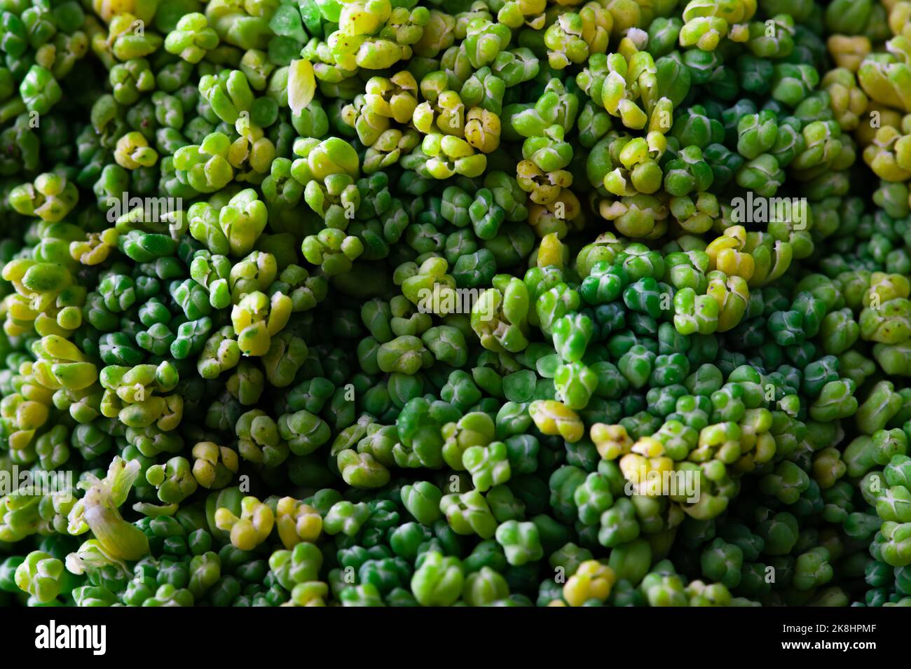 Primo piano della corona di broccoli Foto Stock