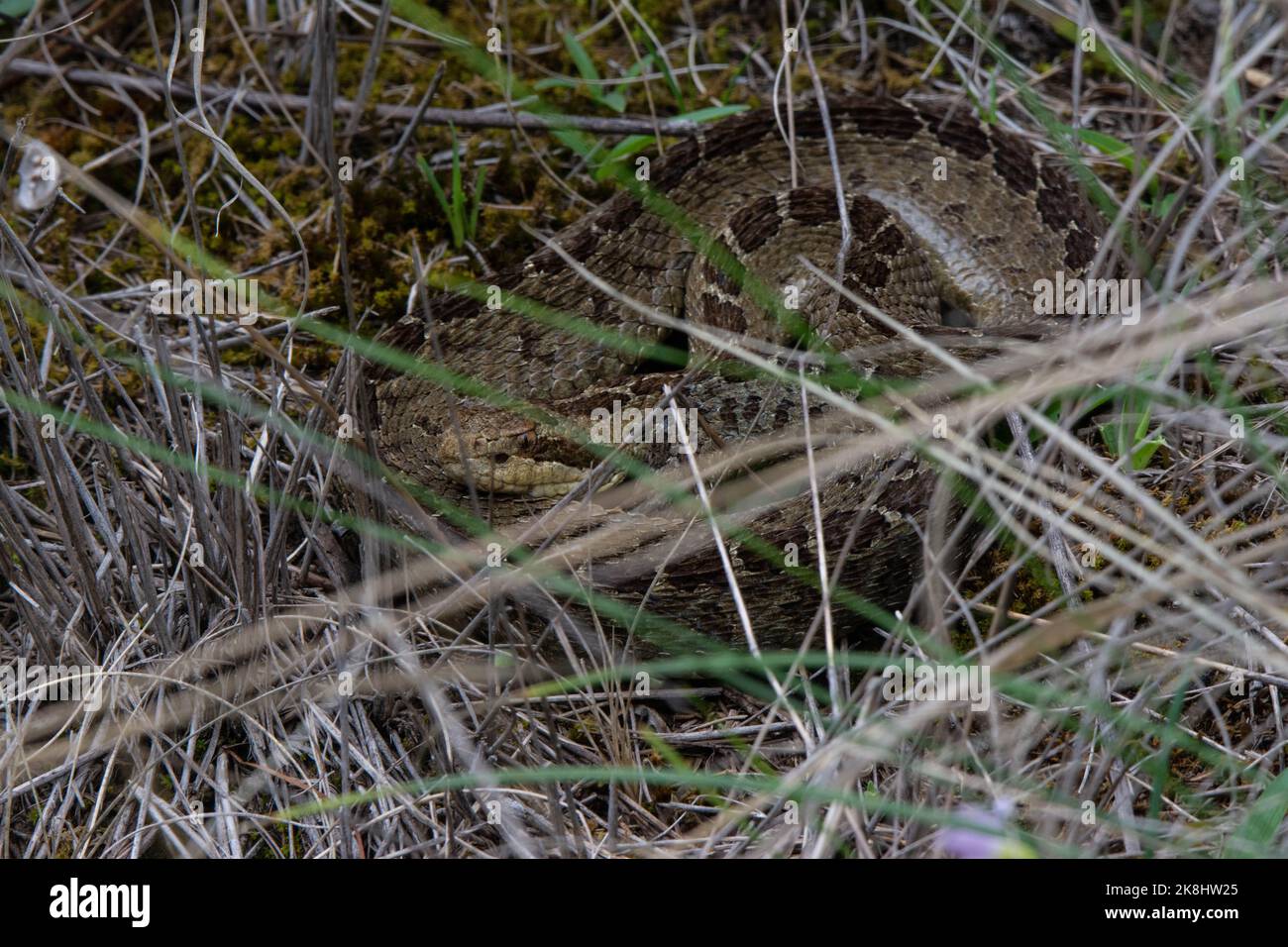 Central Plateau Dusky Rattlesnake (Crotalus triseriatus) da Morelos, Messico. Foto Stock
