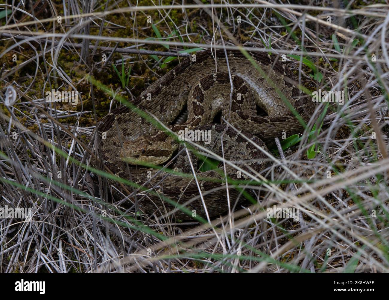 Central Plateau Dusky Rattlesnake (Crotalus triseriatus) da Morelos, Messico. Foto Stock