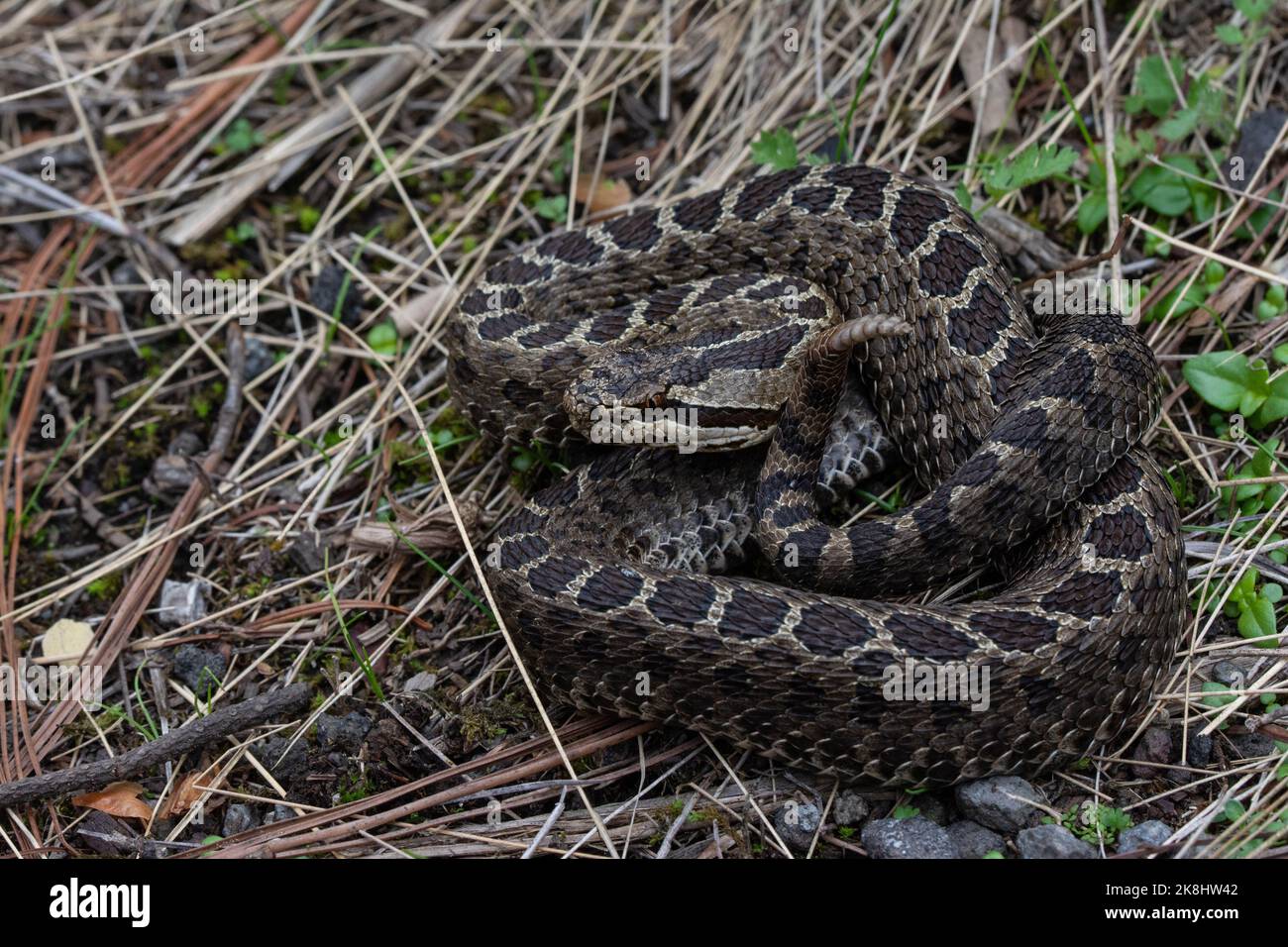 Central Plateau Dusky Rattlesnake (Crotalus triseriatus) da Morelos, Messico. Foto Stock