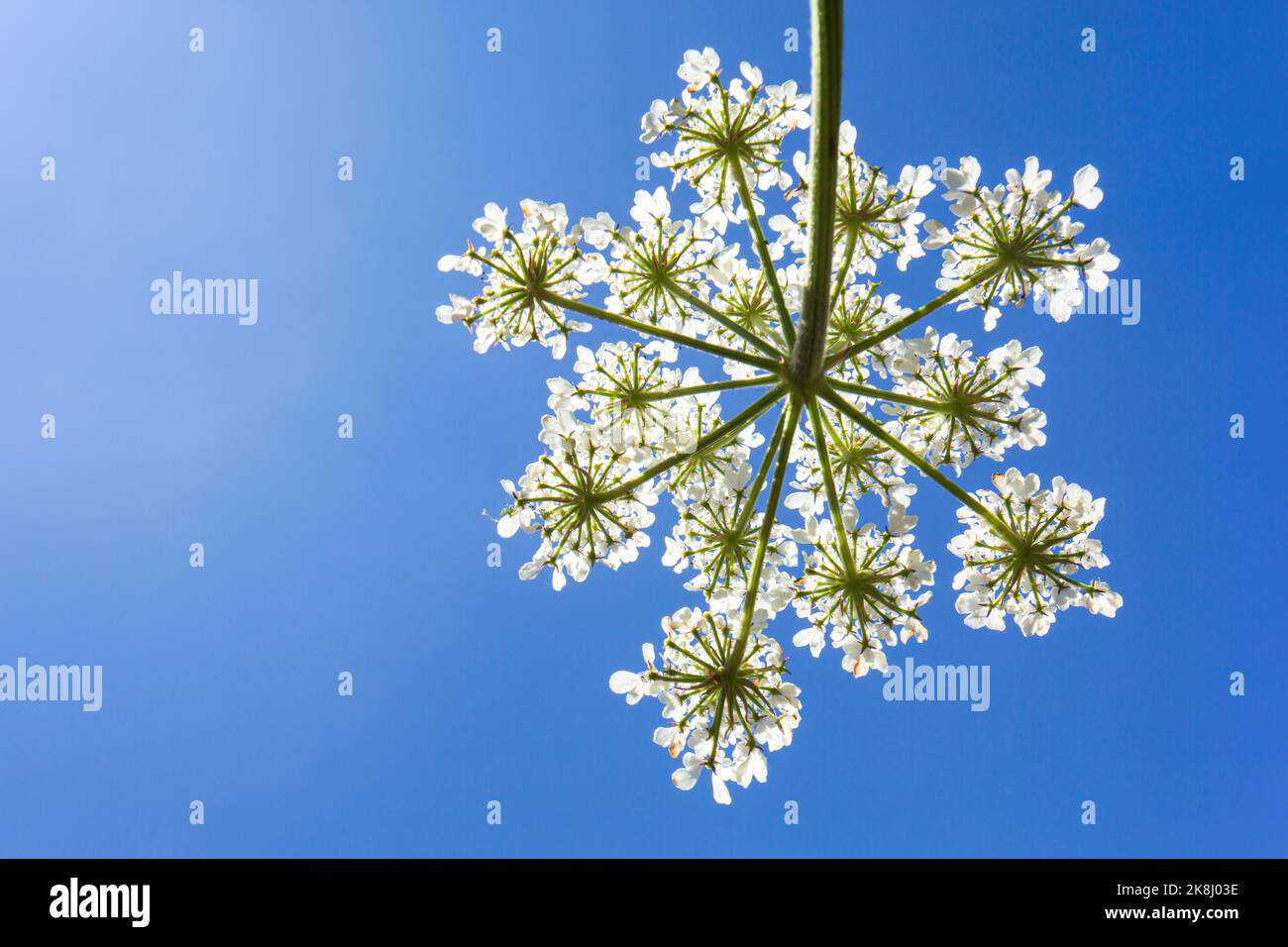 Primo piano di un fiore bianco che fiorisce contro un cielo blu chiaro durante l'alba. Montagne Himalaya nella stagione invernale. Vista dal basso. Foto Stock