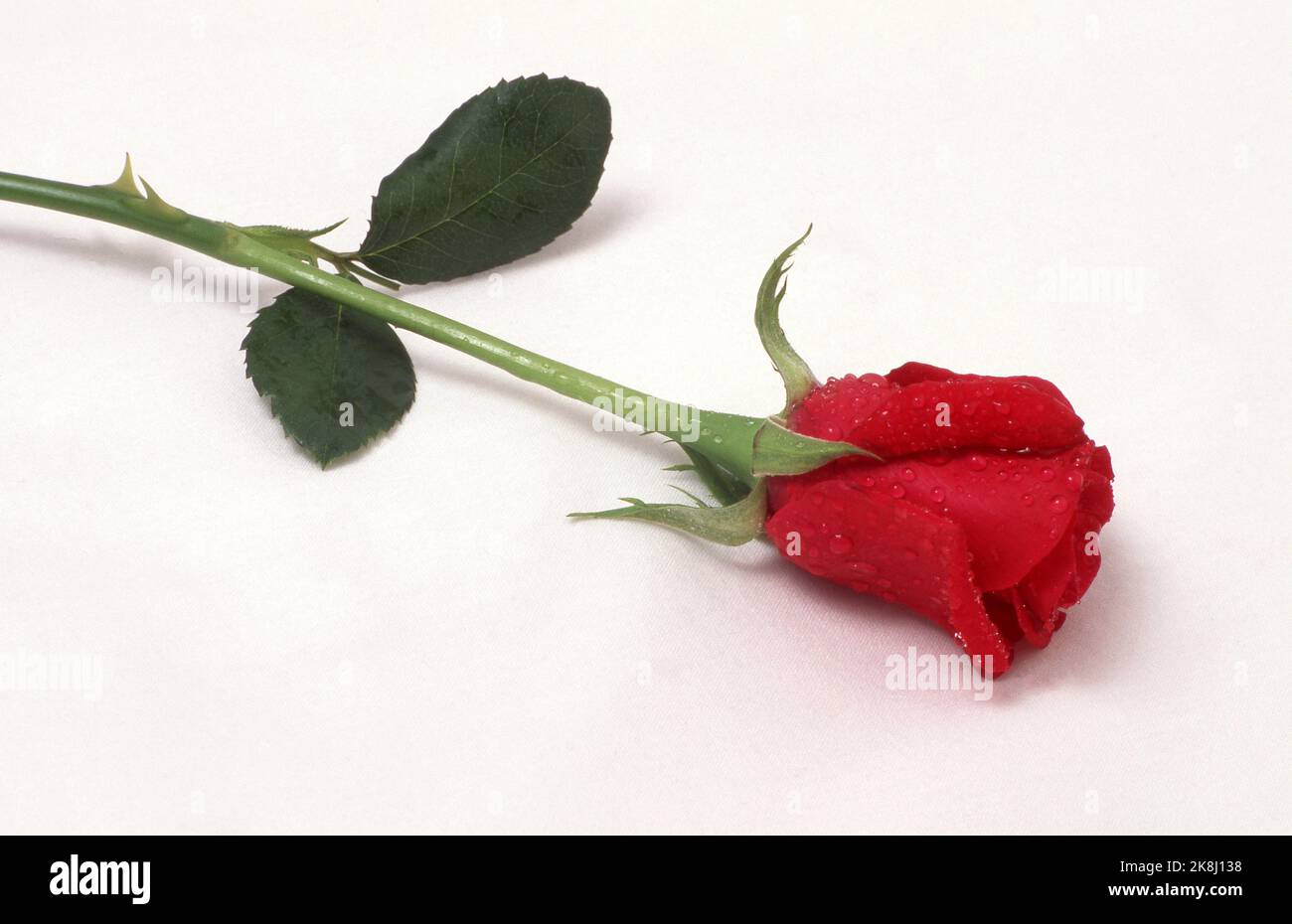 IMMAGINE DI STUDIO DI UNA SINGOLA ROSA ROSSA (ROSA) SU SUPERFICE BIANCA. Foto Stock