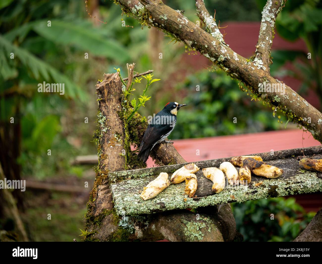 Un piccolo uccello nero conosciuto come il Picchio di Acorn (Melanerpes formicivorus) è appollaiato su un ramo vicino ad un pezzo rustico di legno con un sacco di banane o Foto Stock