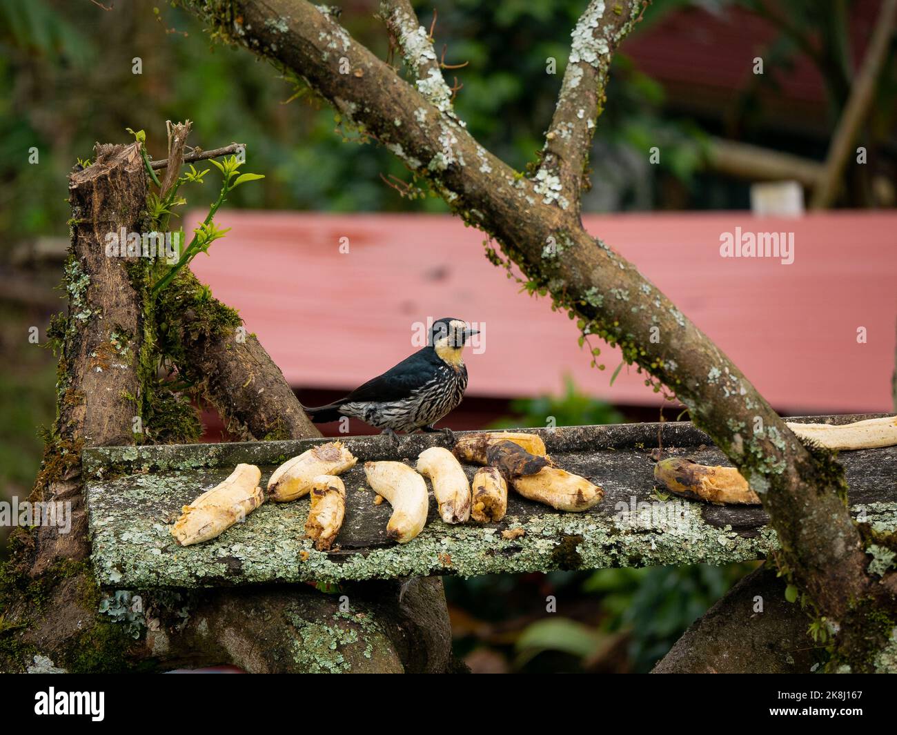 Un piccolo uccello nero conosciuto come il Picchio di Acorn (Melanerpes formicivorus) è appollaiato su un ramo vicino ad un pezzo rustico di legno con un sacco di banane o Foto Stock