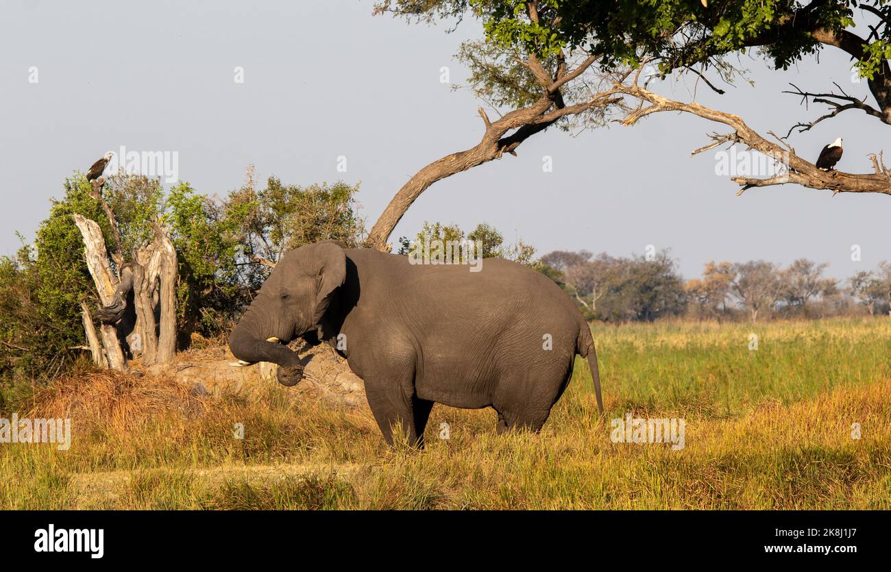 Il paesaggio africano è la quintessenza con un elefante e due aquile di pesce Foto Stock